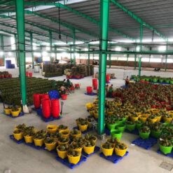 Cần xé đựng sầu riêng 2 382092 p230725 64bf5efe3c2ec